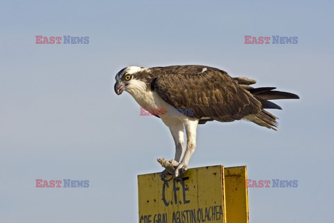 Mary Evans - Ardea HD Sept 2014