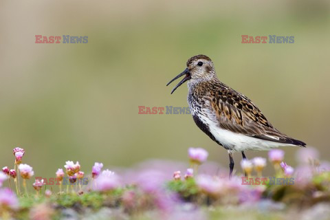 Mary Evans - Ardea HD Sept 2014