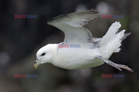 Mary Evans - Ardea HD Sept 2014