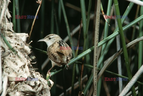 Mary Evans - Ardea HD Sept 2014