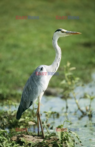 Mary Evans - Ardea HD Sept 2014