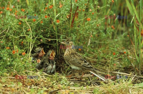 Mary Evans - Ardea HD Sept 2014