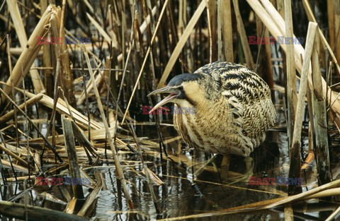 Mary Evans - Ardea HD Sept 2014