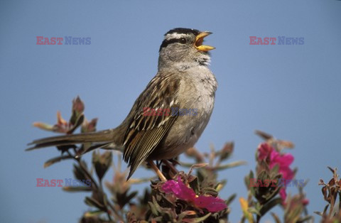 Mary Evans - Ardea HD Sept 2014