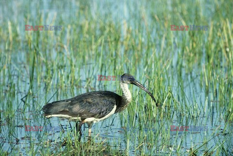 Mary Evans - Ardea HD Sept 2014