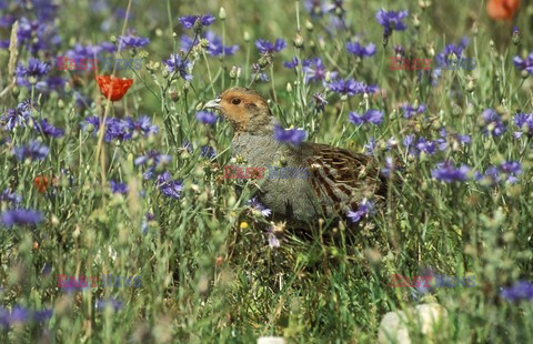 Mary Evans - Ardea HD Sept 2014