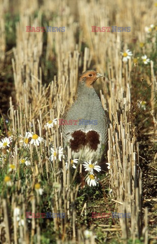 Mary Evans - Ardea HD Sept 2014