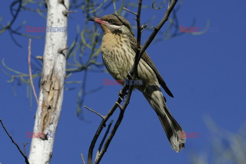 Mary Evans - Ardea HD Sept 2014