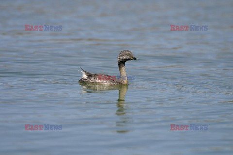 Mary Evans - Ardea HD Sept 2014