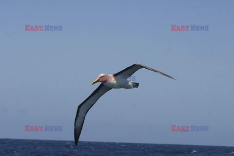 Mary Evans - Ardea HD Sept 2014