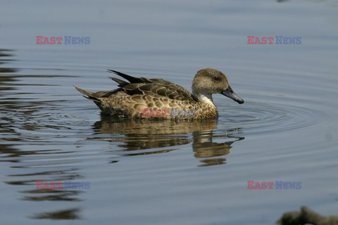 Mary Evans - Ardea HD Sept 2014