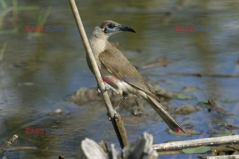 Mary Evans - Ardea HD Sept 2014