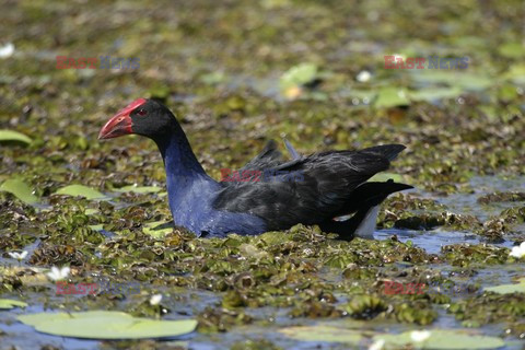 Mary Evans - Ardea HD Sept 2014