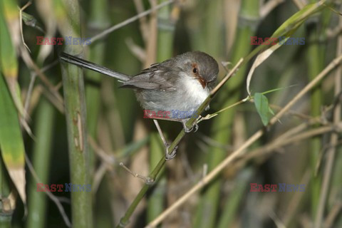 Mary Evans - Ardea HD Sept 2014