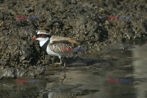 Mary Evans - Ardea HD Sept 2014