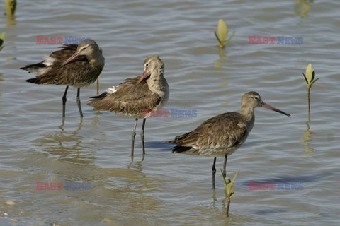 Mary Evans - Ardea HD Sept 2014