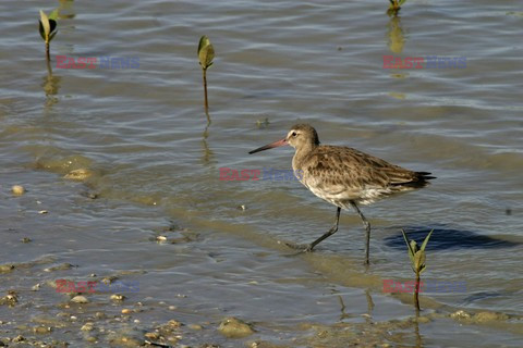 Mary Evans - Ardea HD Sept 2014