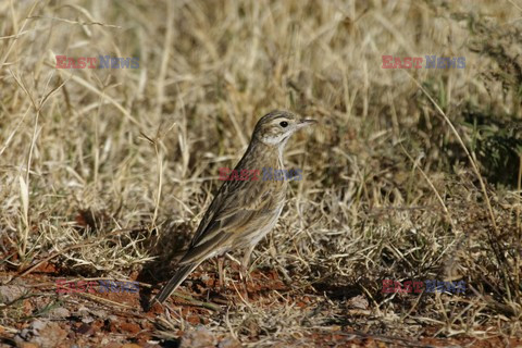 Mary Evans - Ardea HD Sept 2014