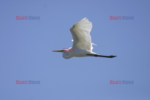 Mary Evans - Ardea HD Sept 2014