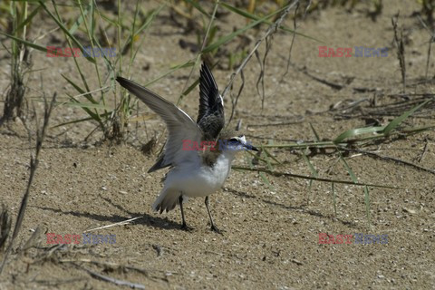 Mary Evans - Ardea HD Sept 2014