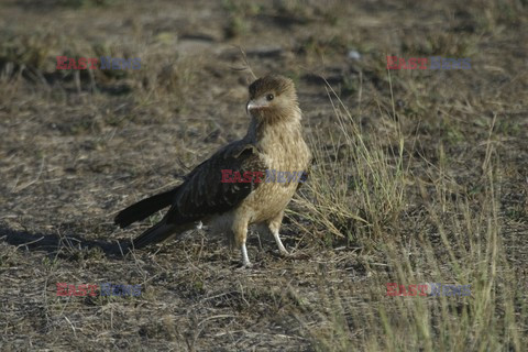 Mary Evans - Ardea HD Sept 2014