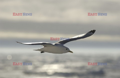 Mary Evans - Ardea HD Sept 2014