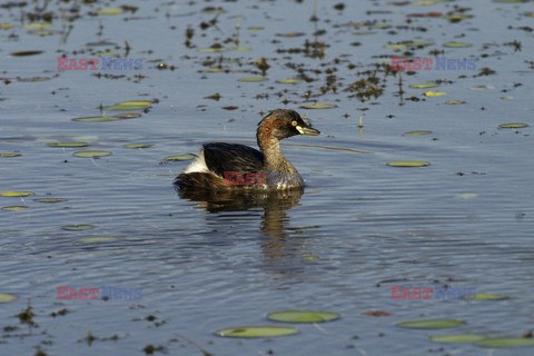 Mary Evans - Ardea HD Sept 2014