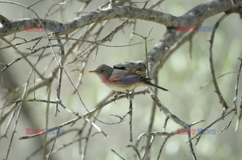 Mary Evans - Ardea HD Sept 2014