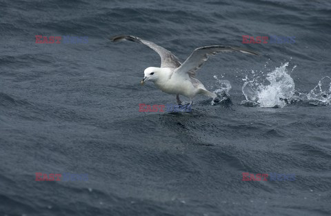 Mary Evans - Ardea HD Sept 2014