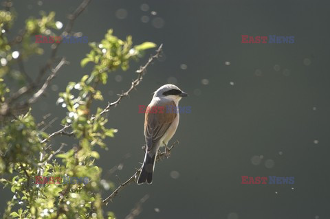 Mary Evans - Ardea HD Sept 2014