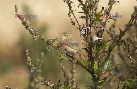 Mary Evans - Ardea HD Sept 2014