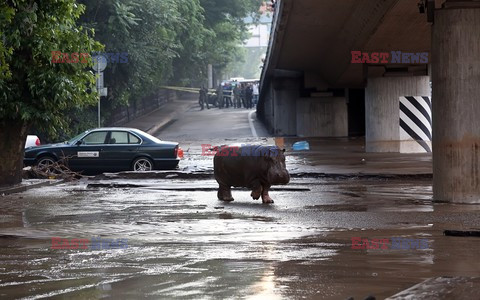 Zdjęcia roku 2015 - AFP 