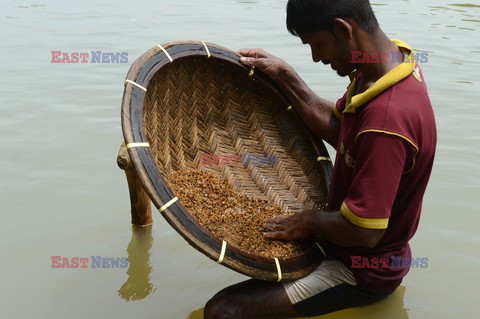 Szafiry ze Sri Lanki - AFP