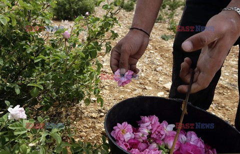 Zbieranie płatków róż - AFP