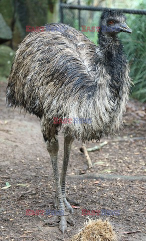 Podróże - Australia - Capital Pictures