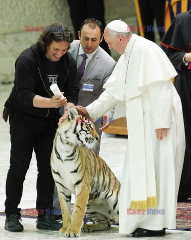 Papież Franciszek z tygrysem. Cyrkowcy u papieża