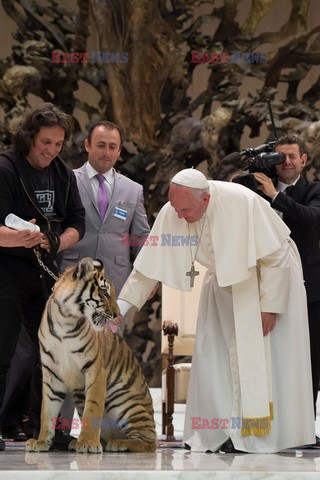 Papież Franciszek z tygrysem. Cyrkowcy u papieża