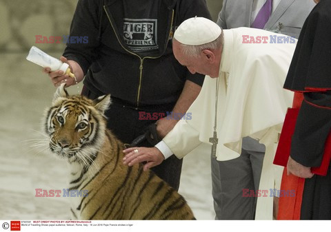 Papież Franciszek z tygrysem. Cyrkowcy u papieża