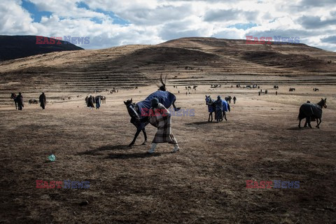 Wyścigi konne w Lesotho