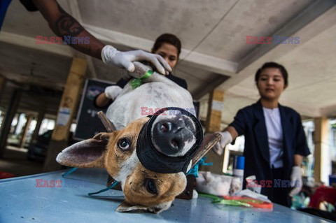 Zabłąkane psy w Yangon - AFP