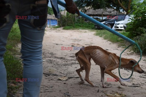 Zabłąkane psy w Yangon - AFP