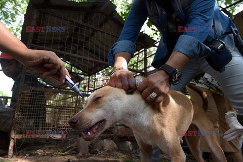 Zabłąkane psy w Yangon - AFP