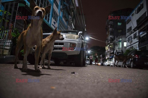 Zabłąkane psy w Yangon - AFP