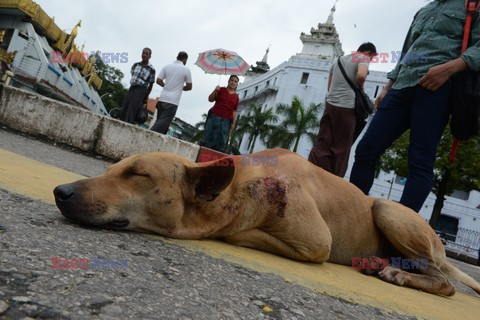 Zabłąkane psy w Yangon - AFP