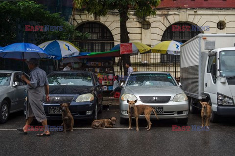 Zabłąkane psy w Yangon - AFP