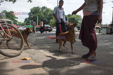 Zabłąkane psy w Yangon - AFP