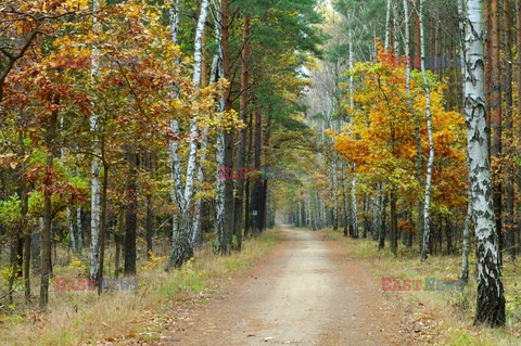 Mazowsze Marek Bazak