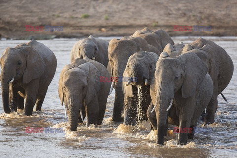 Rezerwat Samburu w Kenii - Eyevine