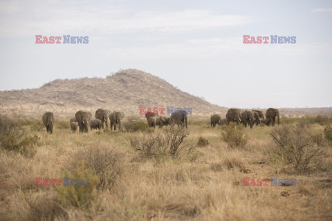 Rezerwat Samburu w Kenii - Eyevine