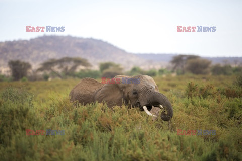 Rezerwat Samburu w Kenii - Eyevine